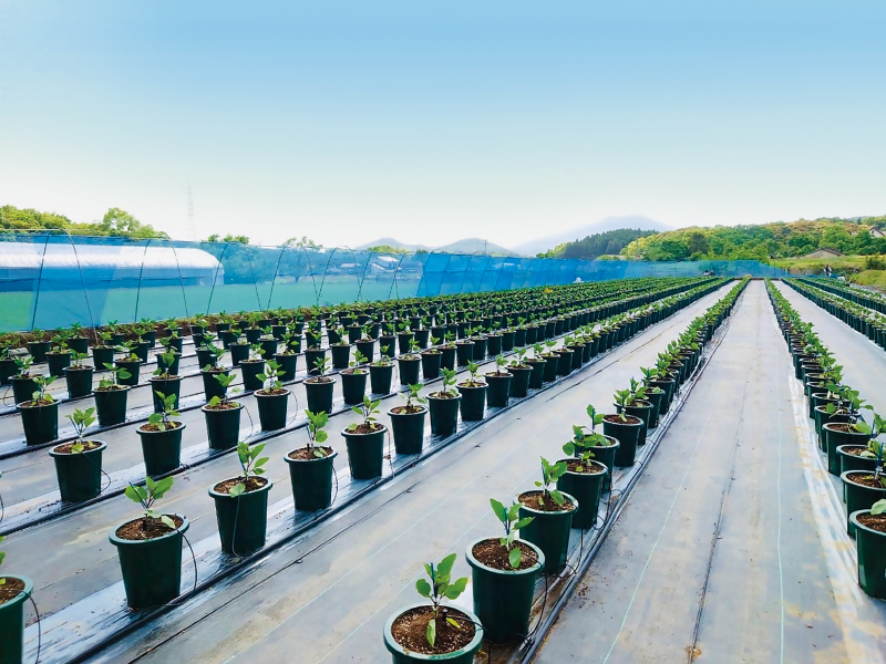 翔和グループ アグリ事業